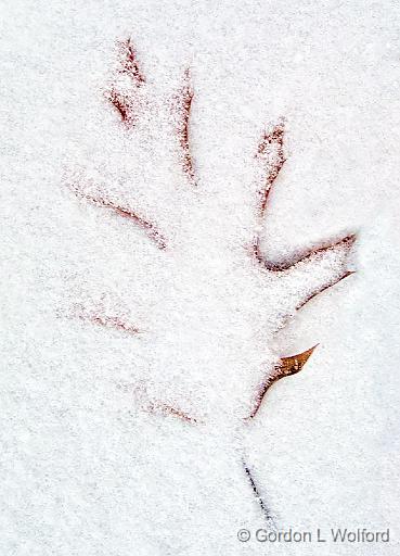 Snow Covered Leaf_DSCF03702.jpg - Photographed at Smiths Falls, Ontario, Canada.